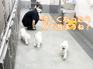 夏のＷａｎ活♪